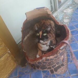 Cat Photo Simba Is Adorable